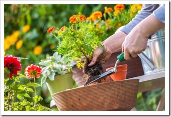 Spinal Health Gardening Oak Park IL
